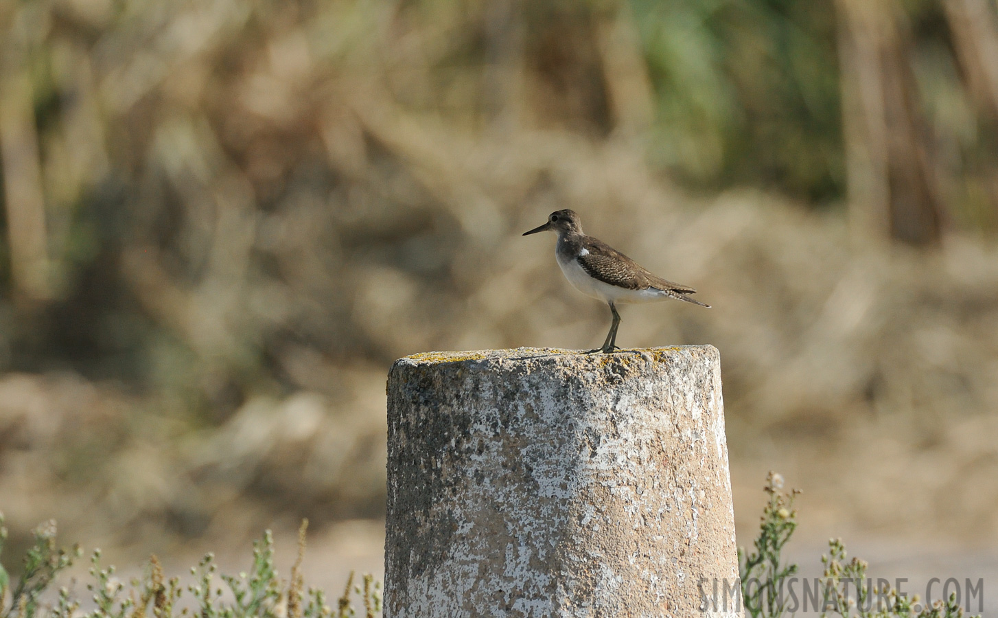 Actitis hypoleucos [550 mm, 1/4000 sec at f / 8.0, ISO 1600]